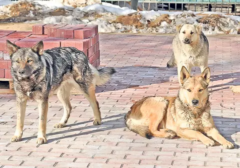 Parlamentarii decid azi soarta câinilor fără stăpân | Vor fi eutanasiaţi maidanezii?