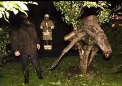 Video | Un elan beat a rămas blocat într-un copac