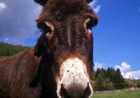 În Bulgaria şi măgarii candidează la primării