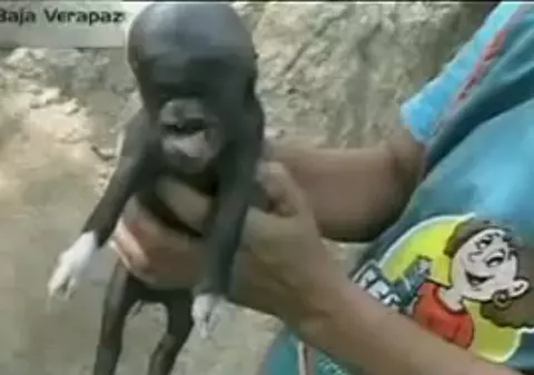 Video șocant! | Porc cu cap de om născut în Guatemala