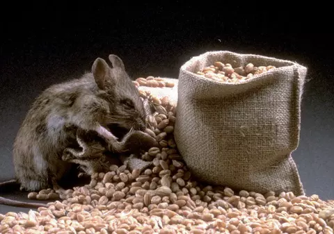 Şocant! Şobolanii au mâncat nasul şi buzele unui bebeluş!