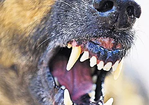 Deputatul Ştefan Pirpiliu: «Veniţi la vot, că ne sfâșie maidanezii copiii!»