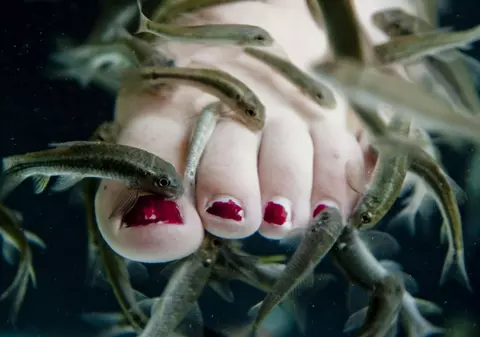 Pericol de îmbolnăvire! Peştişorii de la fish-spa pot transmite Hepatita C sau chiar HIV