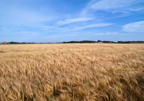 Tot agricultorii ne scot din foame! Iată ce spun specialiştii