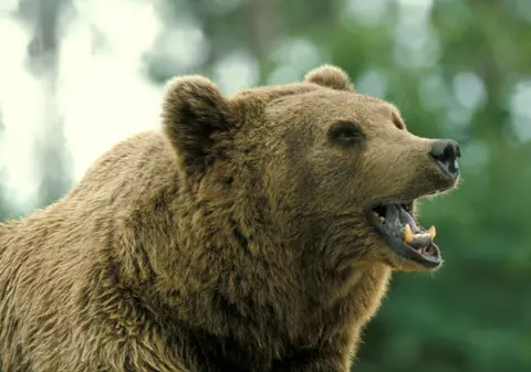 Cea mai prost plănuită crimă: a vrut să "poarte" un urs pentru a-şi omorî iubita