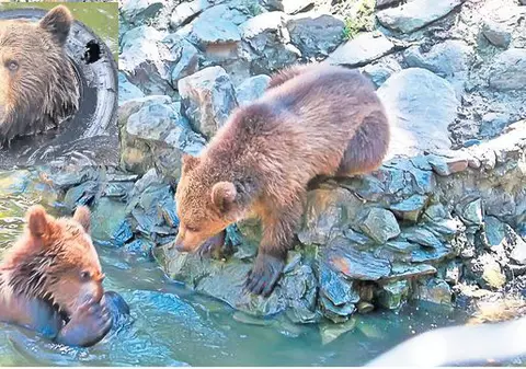 Adoptă la distanță un animăluț de la Zoo