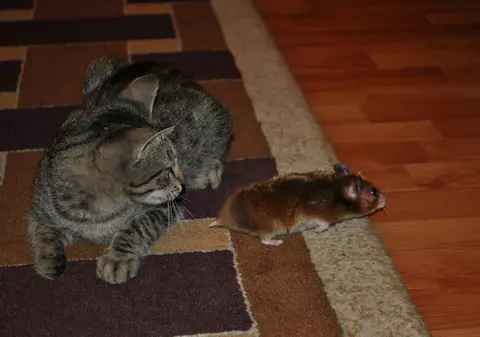 Foto | O pisică şi un şoricel sunt prieteni la cataramă