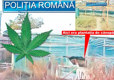 În loc de lalele, cultivau canabis
