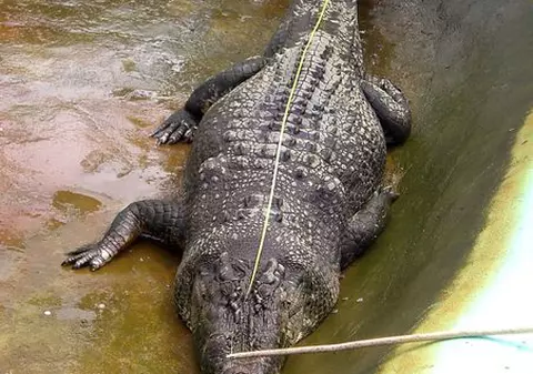 Uite cum arată cel mai mare crocodil din lume!