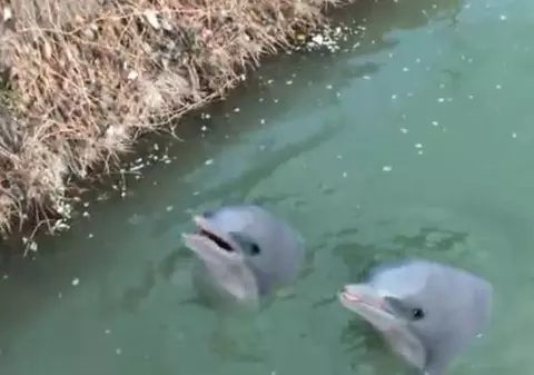 Video incredibil! Doi delfini s-au rătăcit! Cum au ajuns în ... Dâmboviţa?