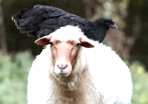 S-a dat startul la finanțarea fermierilor pe 2016