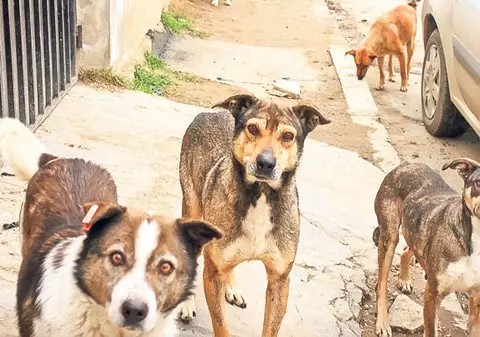 Primăria care ”cumpără maidanezi” – pasibilă să plătească banii daţi ilegal. Isprava edililor din Corabia a intrat în vizorul asociaţiilor pentru protecţia animalelor