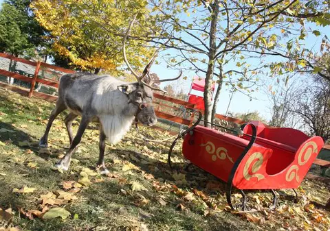 Foto | Renii lui Moş Crăciun "au aterizat" în Capitală