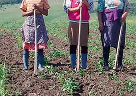 Agricultorii români și bulgari, preferații fermierilor britanici