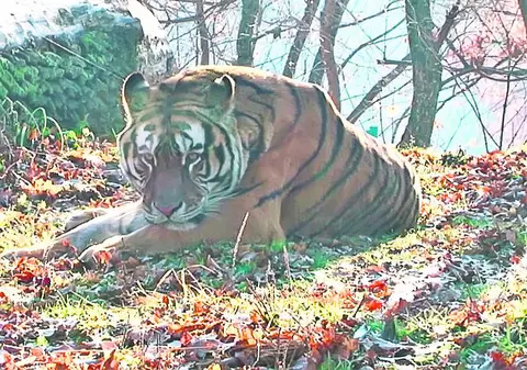 Uite ce trist e puiul Mihaelei!