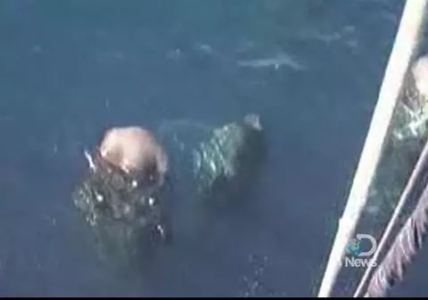 Nu ați mai văzut așa ceva! Uite cum dorm balenele! VIDEO