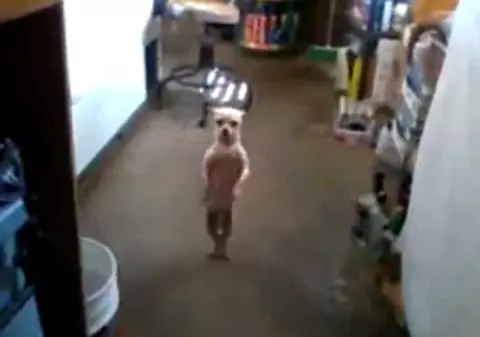 O fi real? A apărut căţelul dansator | VIDEO