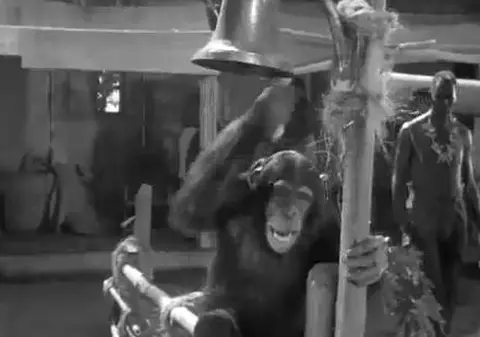 A murit Cheeta, cimpanzeul din Tarzan!