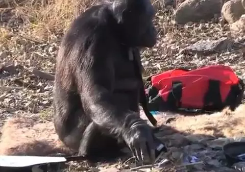 Ați mai văzut maimuță care să știe să gătească? Uitați-vă și minunați-vă! VIDEO