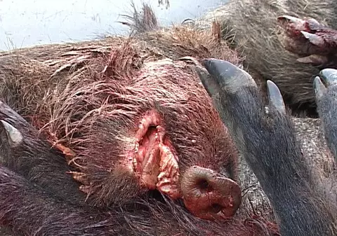 Au strivit cu buldozerul o scroafă şi 6 pui de porc mistreţ