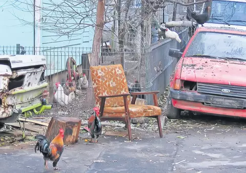 Țin 50 de găini la bloc!