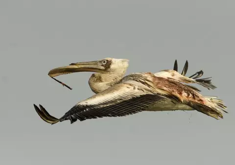 Animalelor, nu mai trageţi în pelicani!