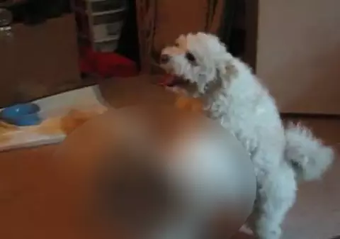 ORGIE CU ANIMALE. O joacă s-a transformat într-un DESFRÂU TOTAL | VIDEO