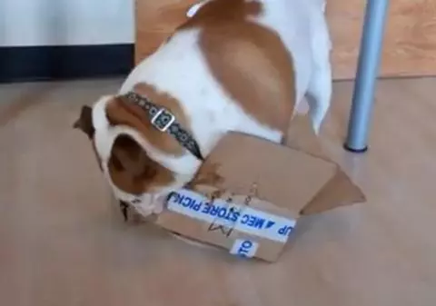 ADORABIL! Uite cât se chinuie un buldog să intre într-o cutie prea mică pentru el! VIDEO