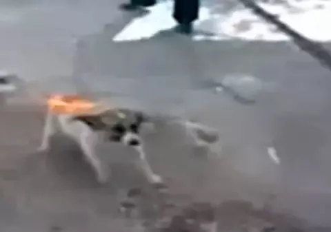 IMAGINI EXPLICITE | A ars de viu un câine! Ce pedeapsă ar merita criminalul? | VIDEO
