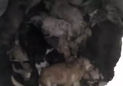 Crime în masă în Ucraina! Cadavrele a sute de câini, găsite într-un adăpost antiatomic | VIDEO EXPLICIT