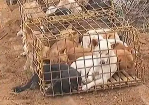750 de câini ce urmau să ajungă pe mesele vietnamezilor, salvaţi de la moarte | VIDEO