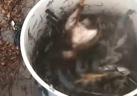 "Epilatorul de găini". Uite cum sunt jumulite orătăniile în câteva secunde | VIDEO