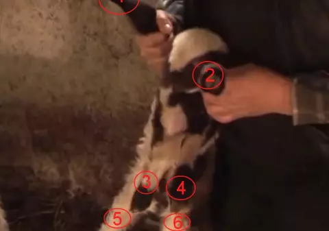 Miel cu şase picioare născut în Georgia | VIDEO