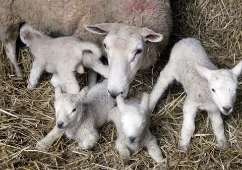 Ciobanii din Mărginimea Sibiului vând carnea de miel mai ieftin decât anul trecut dacă le bați la poartă
