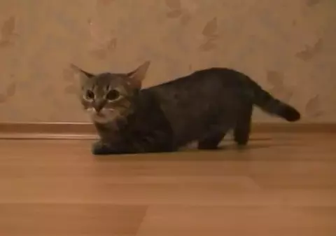 MORI DE RÂS! Ea e pisica numai bună de dus la Jocurile Olimpice! Uite ce poate | VIDEO