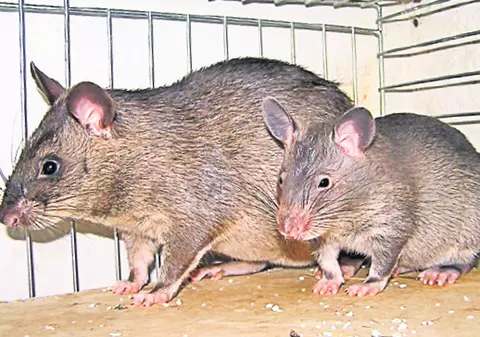 Fată cu dizabilități, mutilată de șobolani în Franța