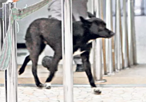 «Operaţiune» de gradul zero pe Aeroportul Aurel Vlaicu. Un căţel a încercat să treacă fraudulos frontiera