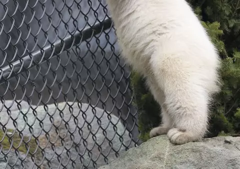 Acest adorabil ghem de puf nu a fost încă ”botezat”! Ce nume crezi că i s-ar potrivi? | FOTO