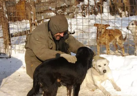 Câinii de la adăpostul de pe şoseaua Chitilei din Bucureşti, la un pas să moară de foame!
