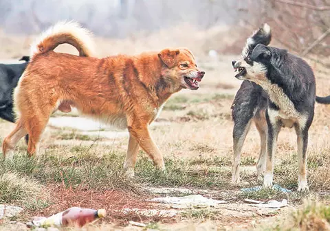 Muşcată de faţă de câinele vecinei