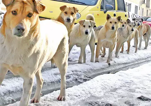 ALARMĂ! Feriţi-vă de maidanezi! Umblă în haite și sunt mai agresivi ca niciodată