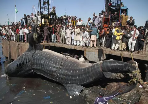 Captură record în apele Pakistanului: un rechin lung de 12 metri | FOTO
