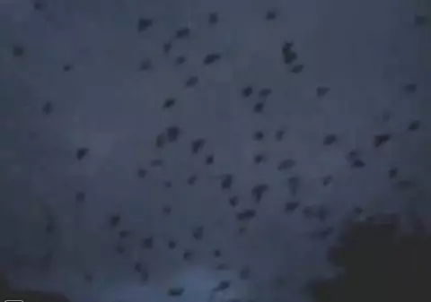 Mii de ciori au invadat un oraş. Ce s-a întâmplat te va îngrozi | VIDEO