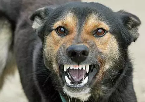 Răzbunare sadică a unui bărbat din Constanţa: a decapitat câinele care l-a muşcat!