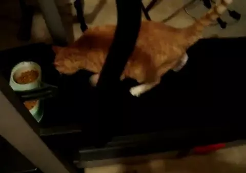 Ce grotesc! Uite cum îşi bat joc de o biată pisică | VIDEO