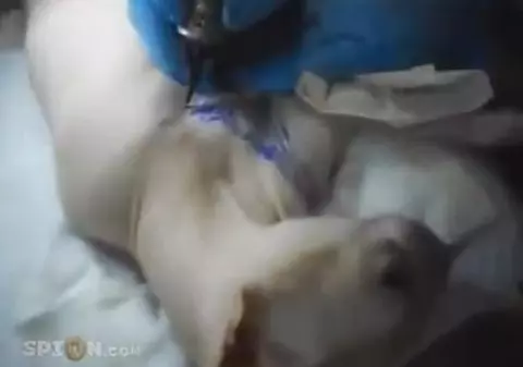 Uite cum și-a bătut joc de un animal nevinovat! Un rus și-a TATUAT PISICA! VIDEO