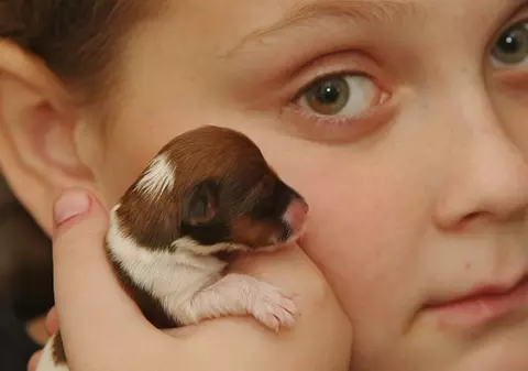 Iată-l pe căţeluşul supranumit "Miracol"! Încape în mâna unui băieţel şi este cât o monedă! FOTO