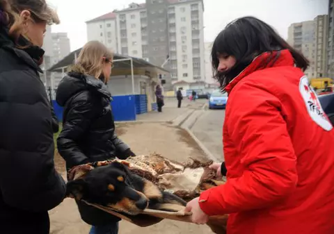 Veterinari români participă la o campanie fără precedent