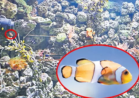 Nemo există! E la Zoo Bucureşti