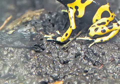 Broscuţa asta este cel mai periculos animal de la Zoo Băneasa